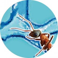 Mini-Monde fourmis
